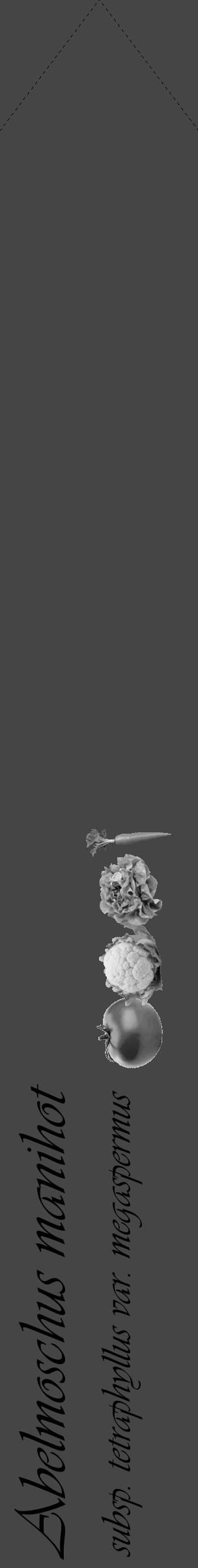 Étiquette de : Abelmoschus manihot subsp. tetraphyllus var. megaspermus - format c - style noire58_simple_simpleviv avec comestibilité simplifiée - position verticale