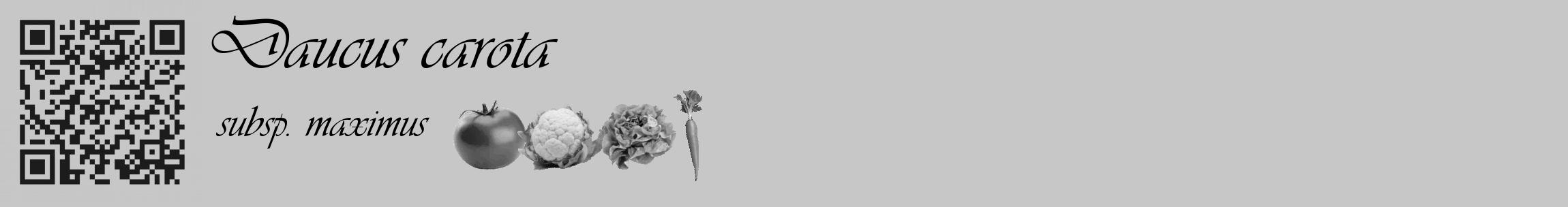 Étiquette de : Daucus carota subsp. maximus - format c - style noire15basique_basique_basiqueviv avec qrcode et comestibilité simplifiée