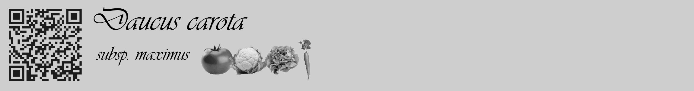 Étiquette de : Daucus carota subsp. maximus - format c - style noire17_basique_basiqueviv avec qrcode et comestibilité simplifiée