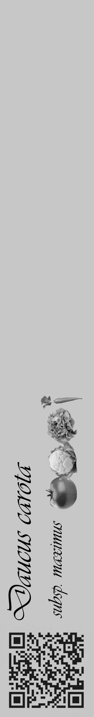 Étiquette de : Daucus carota subsp. maximus - format c - style noire15basique_basique_basiqueviv avec qrcode et comestibilité simplifiée - position verticale