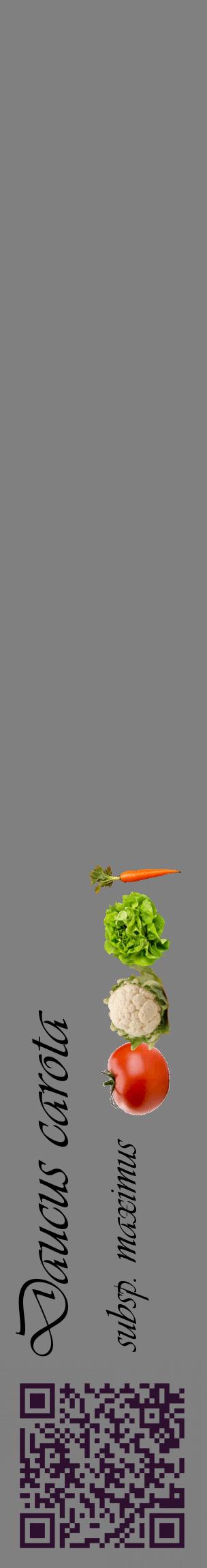 Étiquette de : Daucus carota subsp. maximus - format c - style noire57_basiqueviv avec qrcode et comestibilité simplifiée