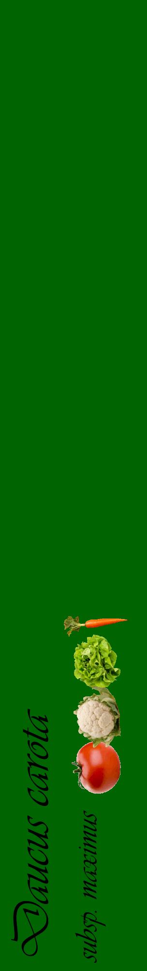 Étiquette de : Daucus carota subsp. maximus - format c - style noire8_basiqueviv avec comestibilité simplifiée
