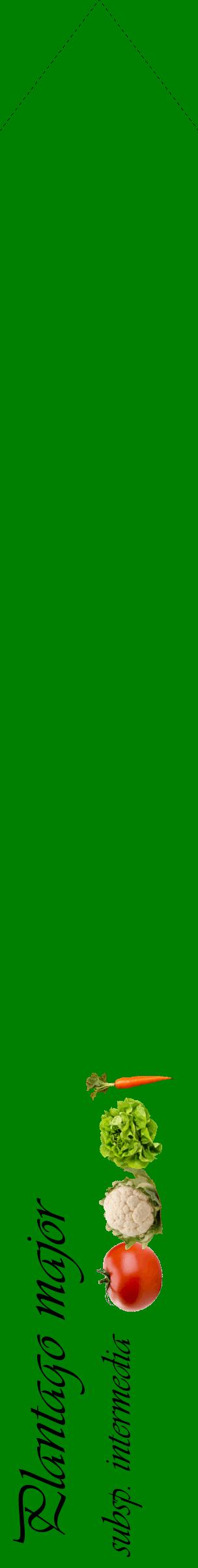 Étiquette de : Plantago major subsp. intermedia - format c - style noire9_simpleviv avec comestibilité simplifiée