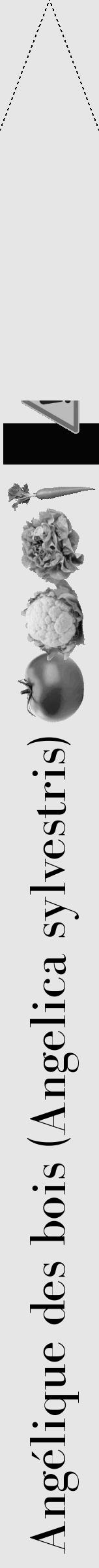 Étiquette de : Angelica sylvestris - format b - style noire18bod avec comestibilité simplifiée - position verticale