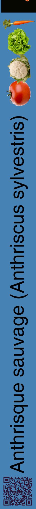 Étiquette de : Anthriscus sylvestris - format a - style noire5hel avec qrcode et comestibilité simplifiée