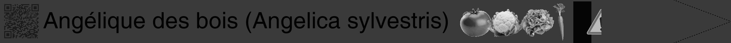 Étiquette de : Angelica sylvestris - format b - style noire8hel avec qrcode et comestibilité simplifiée