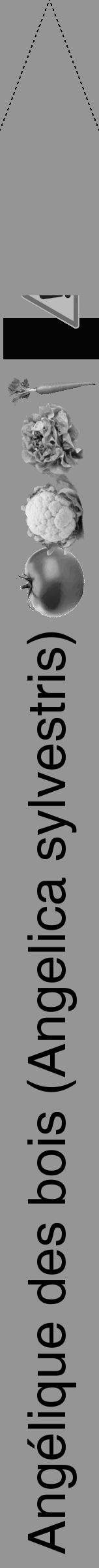Étiquette de : Angelica sylvestris - format b - style noire16hel avec comestibilité simplifiée - position verticale