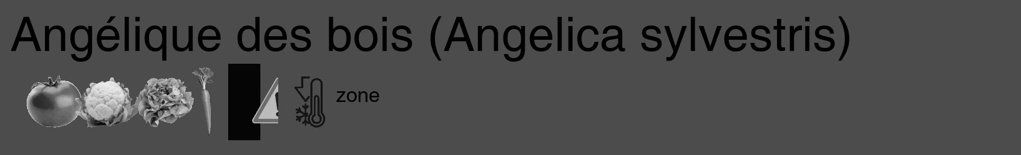 Étiquette de : Angelica sylvestris - format c - style noire27_basique_basiquehel avec comestibilité simplifiée