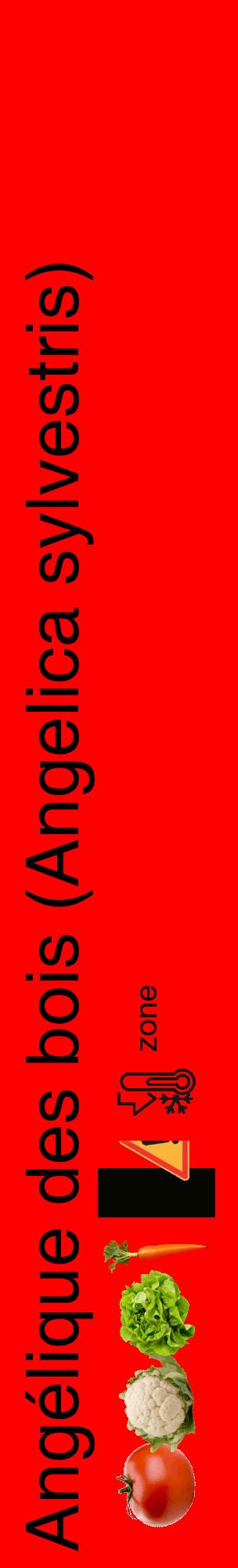 Étiquette de : Angelica sylvestris - format c - style noire27_basique_basiquehel avec comestibilité simplifiée - position verticale