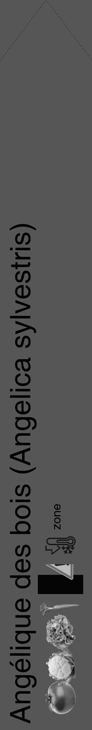 Étiquette de : Angelica sylvestris - format c - style noire45_simple_simplehel avec comestibilité simplifiée - position verticale