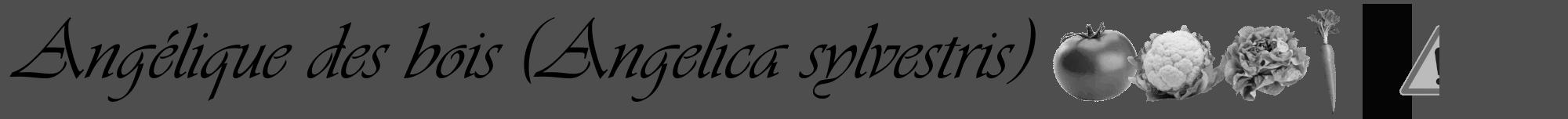 Étiquette de : Angelica sylvestris - format a - style noire33viv avec comestibilité simplifiée
