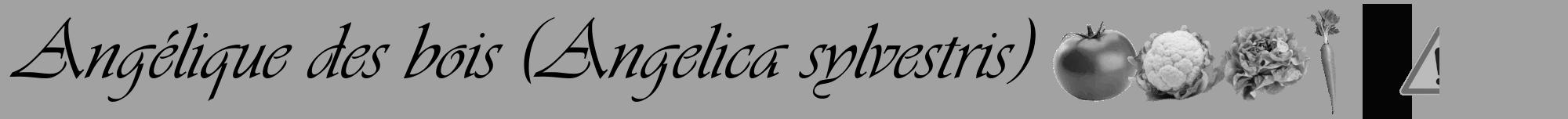 Étiquette de : Angelica sylvestris - format a - style noire38viv avec comestibilité simplifiée