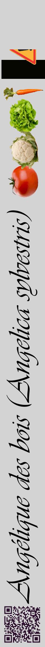 Étiquette de : Angelica sylvestris - format a - style noire56viv avec qrcode et comestibilité simplifiée