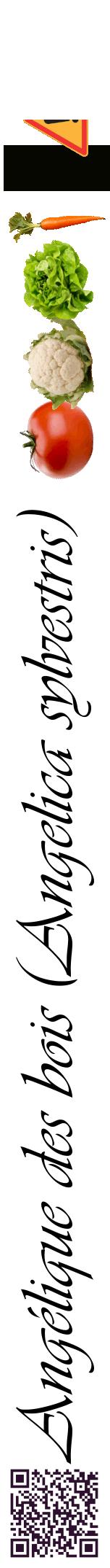 Étiquette de : Angelica sylvestris - format a - style noire60viv avec qrcode et comestibilité simplifiée