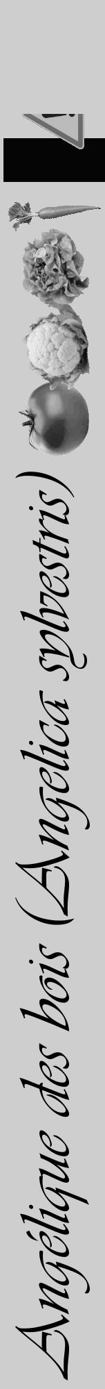 Étiquette de : Angelica sylvestris - format a - style noire17viv avec comestibilité simplifiée - position verticale