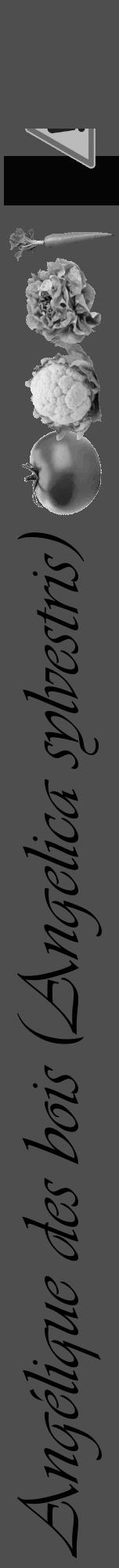 Étiquette de : Angelica sylvestris - format a - style noire33viv avec comestibilité simplifiée - position verticale
