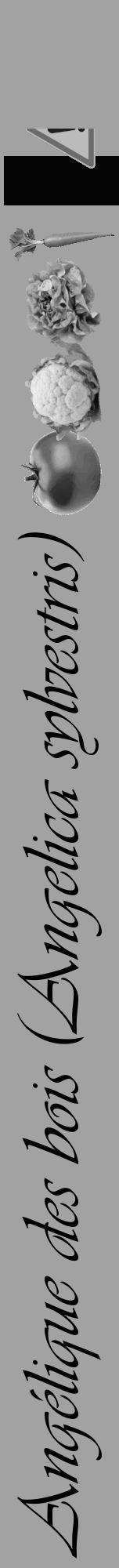 Étiquette de : Angelica sylvestris - format a - style noire38viv avec comestibilité simplifiée - position verticale