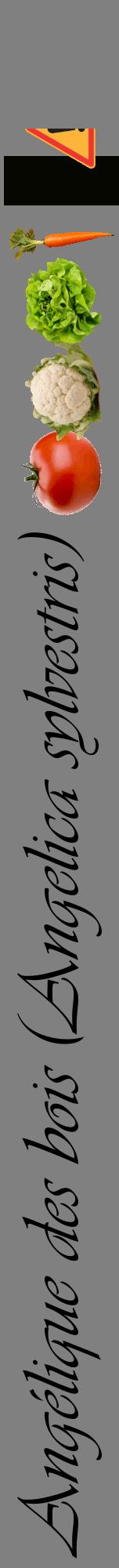 Étiquette de : Angelica sylvestris - format a - style noire57viv avec comestibilité simplifiée