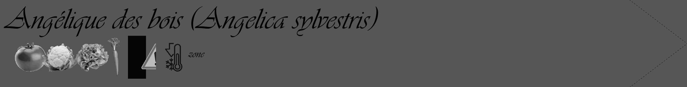 Étiquette de : Angelica sylvestris - format c - style noire45_simple_simpleviv avec comestibilité simplifiée