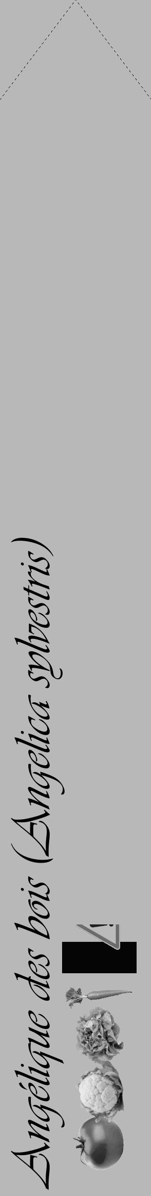 Étiquette de : Angelica sylvestris - format c - style noire39_simple_simpleviv avec comestibilité simplifiée - position verticale