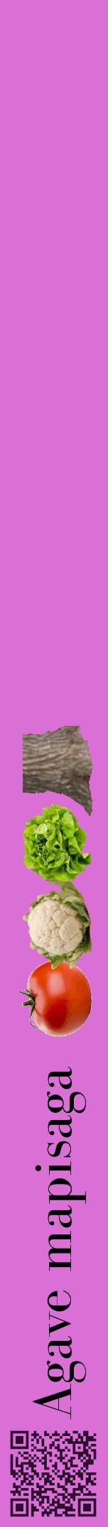 Étiquette de : Agave mapisaga - format a - style noire52bod avec qrcode et comestibilité simplifiée