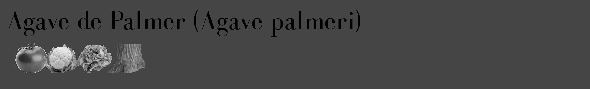 Étiquette de : Agave palmeri - format c - style noire58_basique_basiquebod avec comestibilité simplifiée