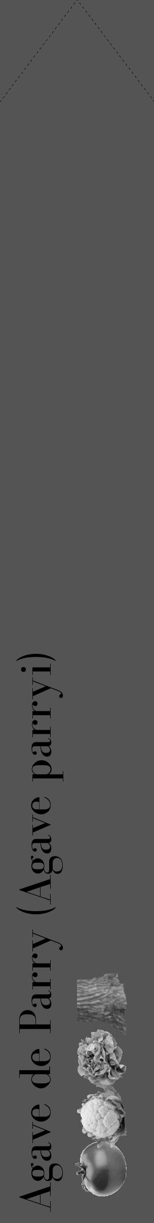 Étiquette de : Agave parryi - format c - style noire36_simple_simplebod avec comestibilité simplifiée - position verticale