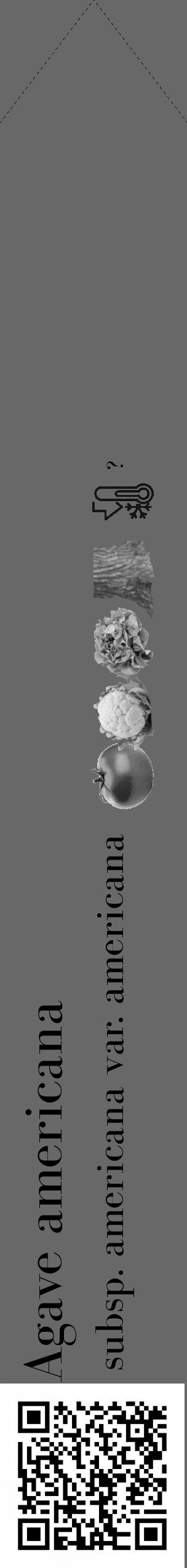 Étiquette de : Agave americana subsp. americana var. americana - format c - style noire43_simple_simplebod avec qrcode et comestibilité simplifiée - position verticale