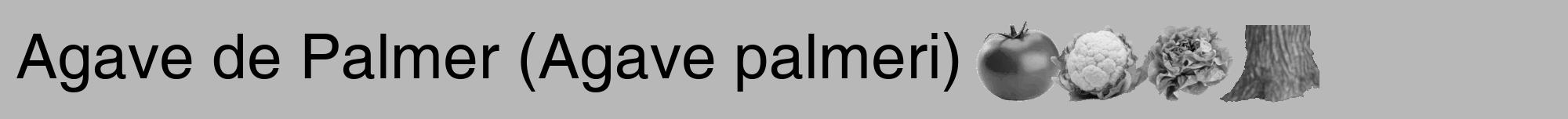 Étiquette de : Agave palmeri - format a - style noire39hel avec comestibilité simplifiée