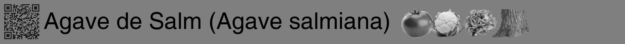 Étiquette de : Agave salmiana - format a - style noire57hel avec qrcode et comestibilité simplifiée