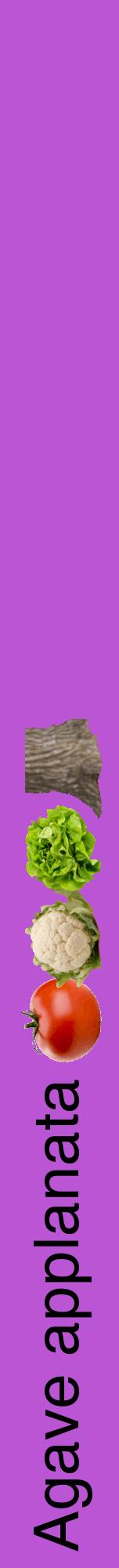 Étiquette de : Agave applanata - format a - style noire50hel avec comestibilité simplifiée