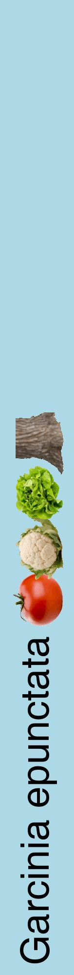 Étiquette de : Garcinia epunctata - format a - style noire0hel avec comestibilité simplifiée
