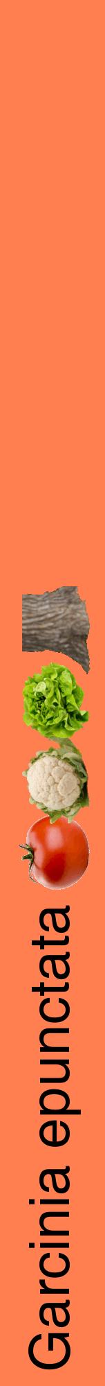 Étiquette de : Garcinia epunctata - format a - style noire24hel avec comestibilité simplifiée