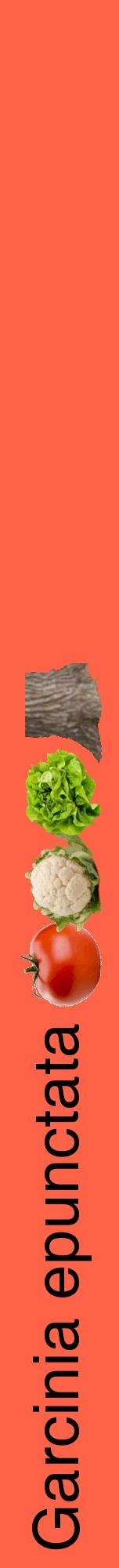 Étiquette de : Garcinia epunctata - format a - style noire25hel avec comestibilité simplifiée