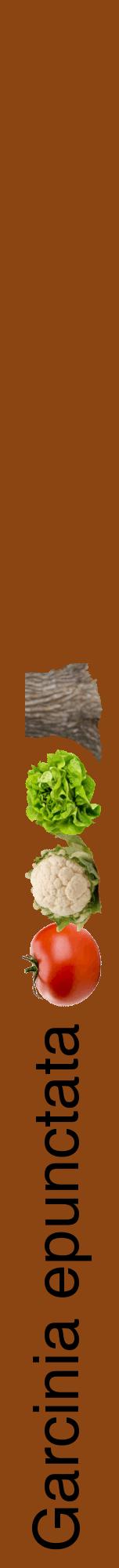 Étiquette de : Garcinia epunctata - format a - style noire30hel avec comestibilité simplifiée
