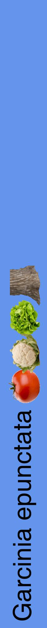 Étiquette de : Garcinia epunctata - format a - style noire4hel avec comestibilité simplifiée
