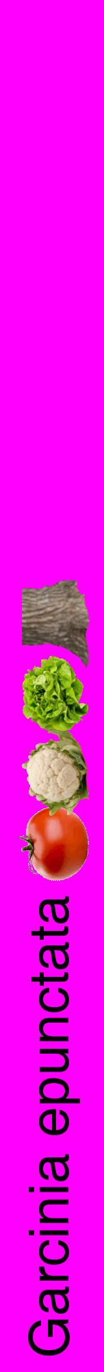 Étiquette de : Garcinia epunctata - format a - style noire51hel avec comestibilité simplifiée