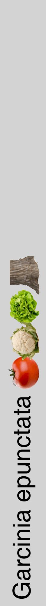 Étiquette de : Garcinia epunctata - format a - style noire56hel avec comestibilité simplifiée