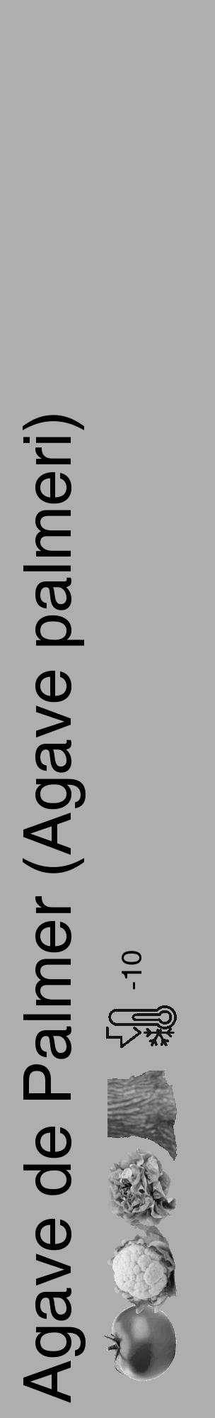 Étiquette de : Agave palmeri - format c - style noire53_basique_basiquehel avec comestibilité simplifiée - position verticale