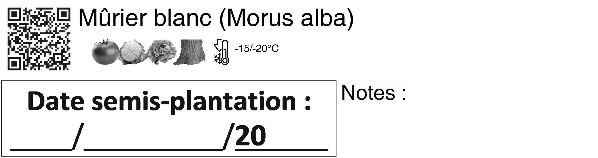 Étiquette de : Morus alba - format c - style noire60_basiquegrrvhel avec qrcode et comestibilité simplifiée