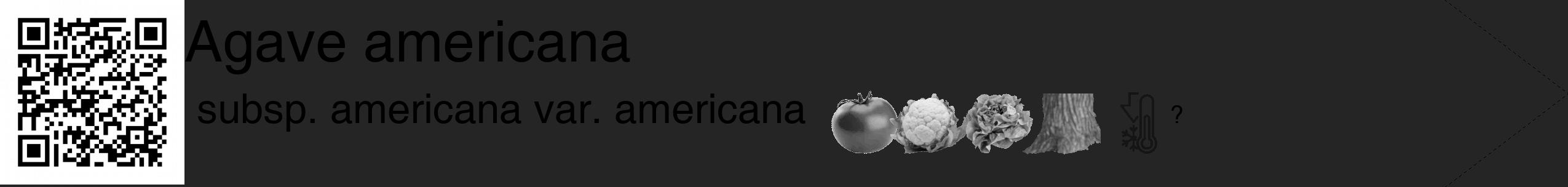 Étiquette de : Agave americana subsp. americana var. americana - format c - style noire47_simple_simplehel avec qrcode et comestibilité simplifiée