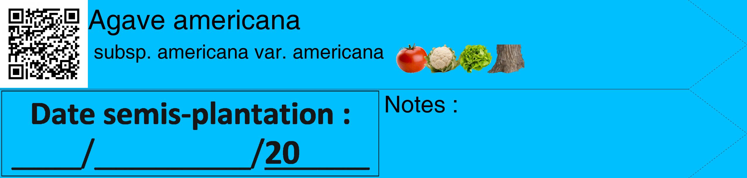 Étiquette de : Agave americana subsp. americana var. americana - format c - style noire2_simple_simplehel avec qrcode et comestibilité simplifiée