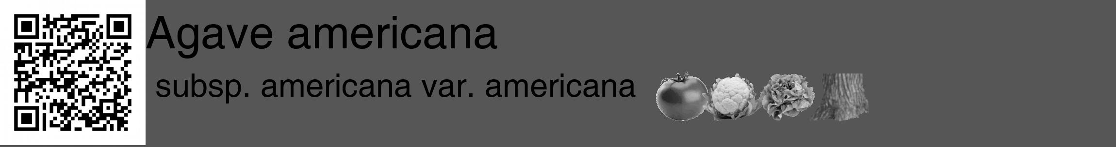 Étiquette de : Agave americana subsp. americana var. americana - format c - style noire45_basique_basiquehel avec qrcode et comestibilité simplifiée