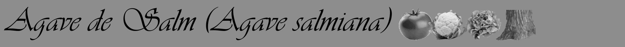 Étiquette de : Agave salmiana - format a - style noire2basiqueviv avec comestibilité simplifiée