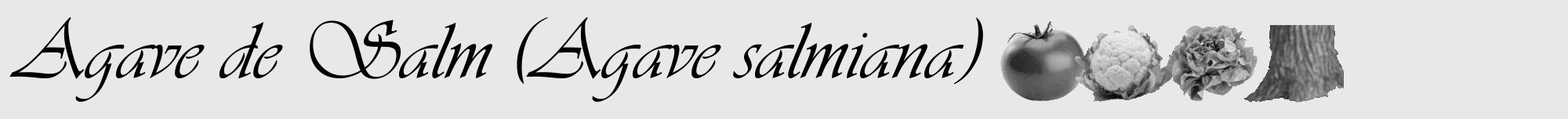 Étiquette de : Agave salmiana - format a - style noire55viv avec comestibilité simplifiée