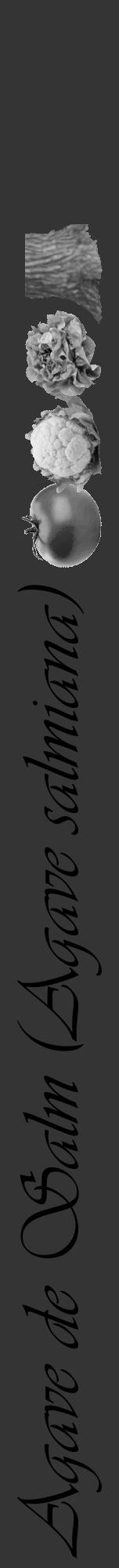Étiquette de : Agave salmiana - format a - style noire46viv avec comestibilité simplifiée - position verticale