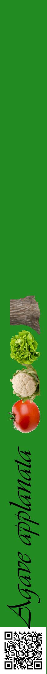 Étiquette de : Agave applanata - format a - style noire10viv avec qrcode et comestibilité simplifiée
