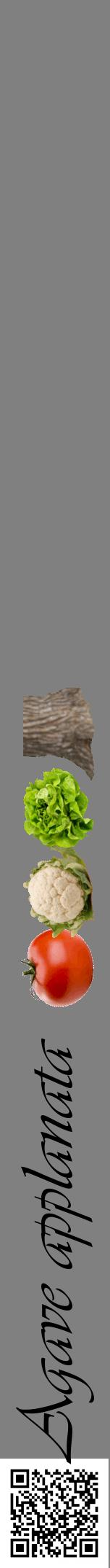 Étiquette de : Agave applanata - format a - style noire57viv avec qrcode et comestibilité simplifiée