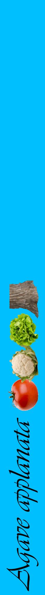 Étiquette de : Agave applanata - format a - style noire2viv avec comestibilité simplifiée
