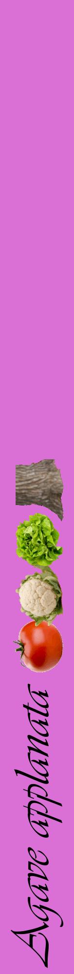 Étiquette de : Agave applanata - format a - style noire52viv avec comestibilité simplifiée